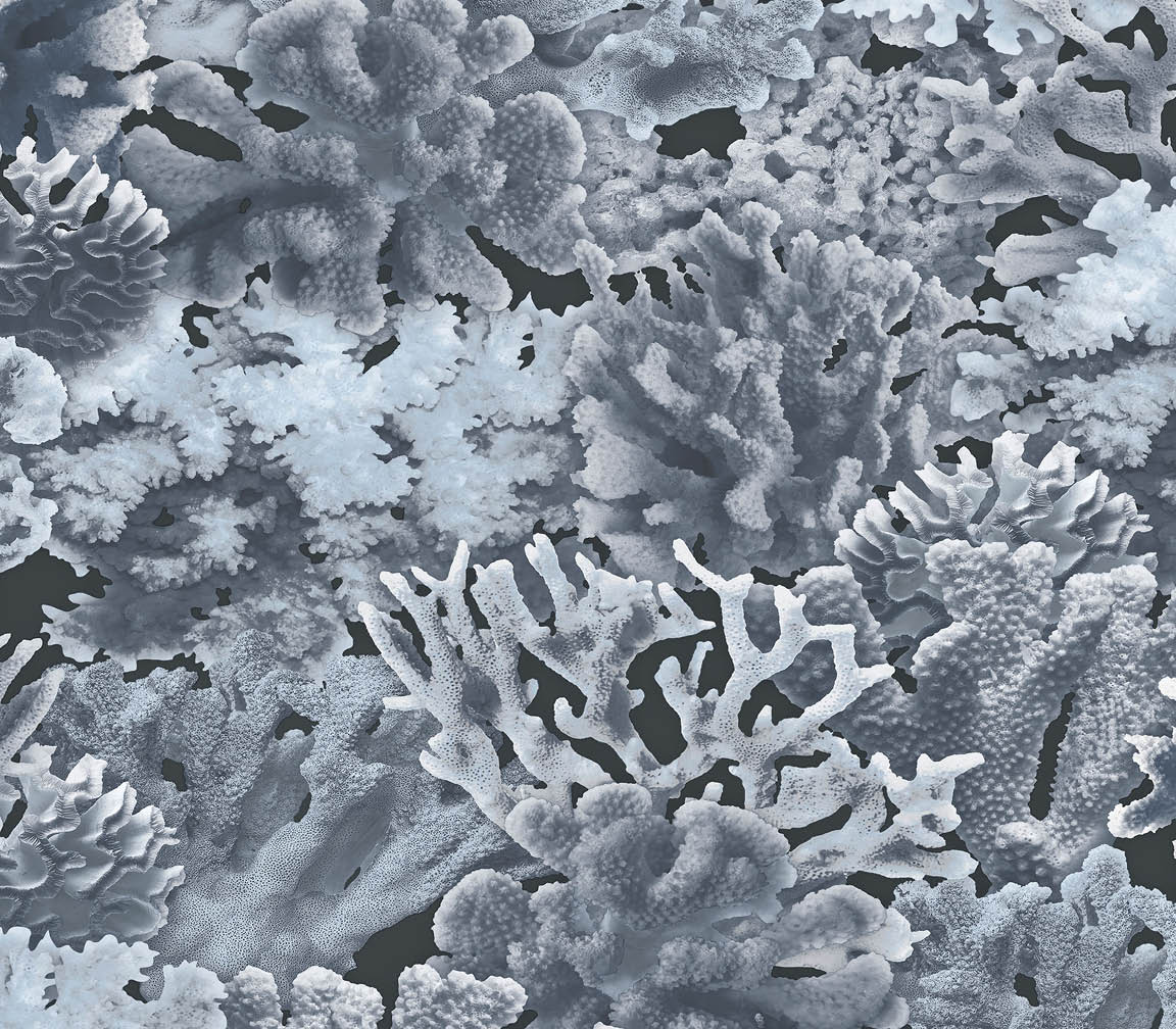 dark blue coral wallpaper