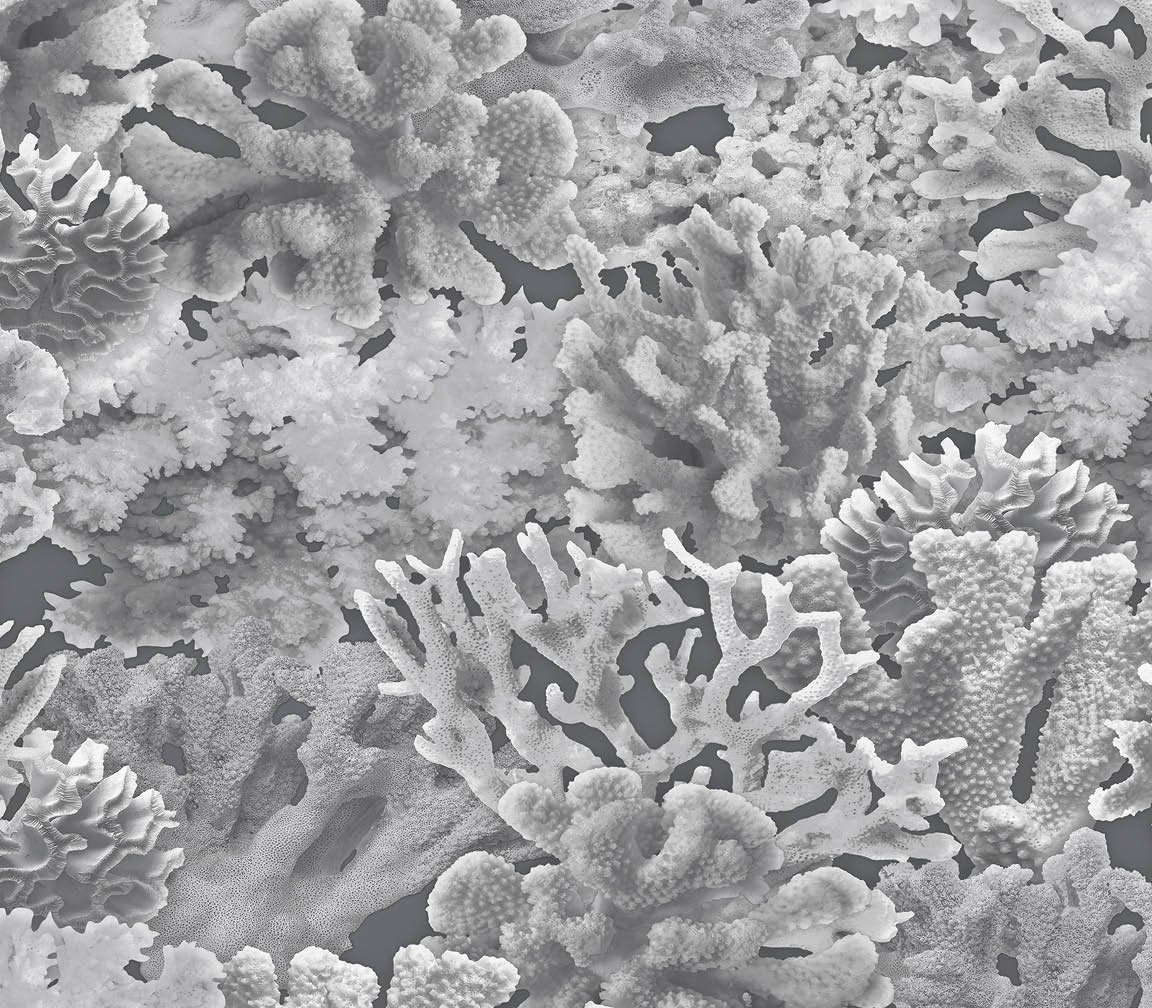 black coral wallpaper