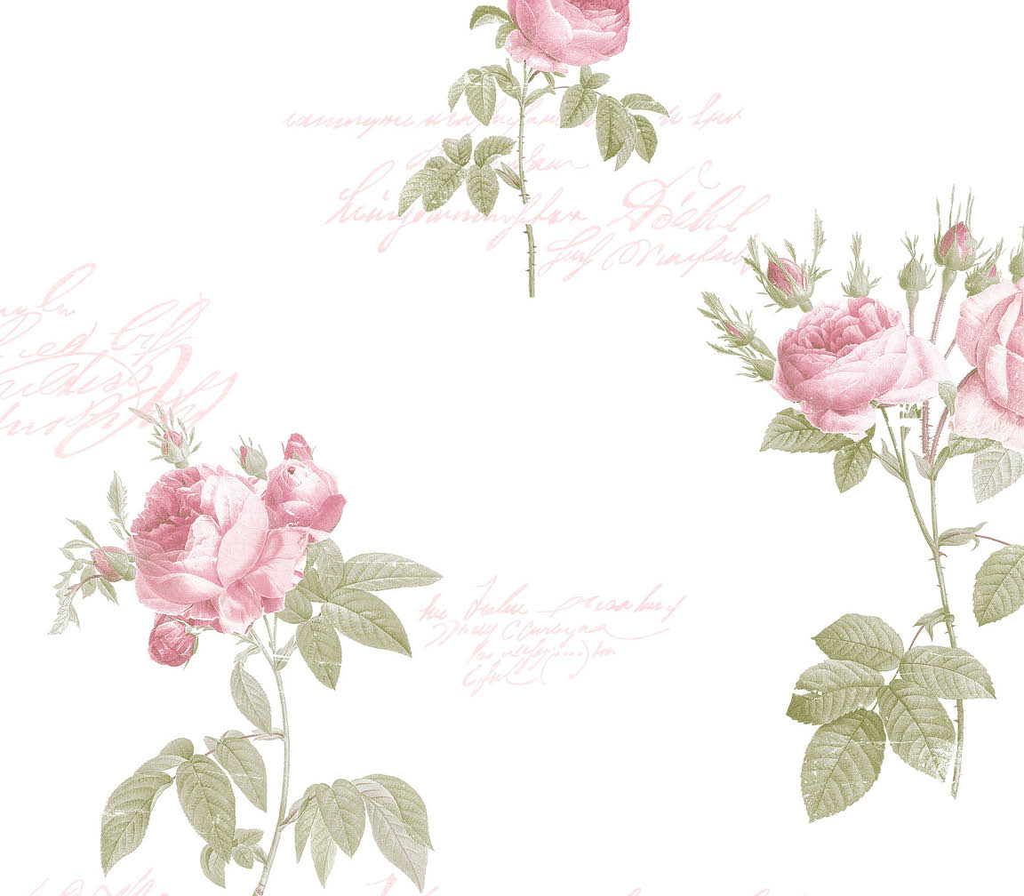 roses in pink wallpaper